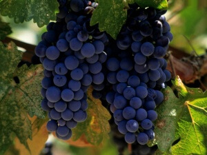 Когда почва хорошо прогреется виноград можно высаживать в открытый грунт