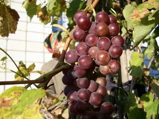 Сладость ягод зависит от освещенности и подкормок: чем больше солнца и регулярнее «перекусы» у винограда, тем богаче сахаром плоды