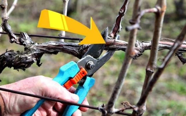 Когда обрезать и укрывать виноград на зиму