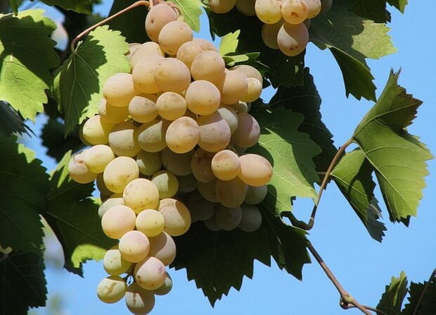 сорт винограда Бьянка
