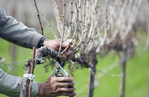 Осенняя обрезка винограда ускоряет созревание урожая