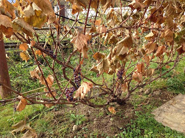 Осенняя обрезка винограда с фото и видео