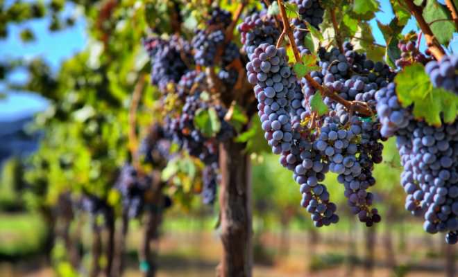 Винные сорта винограда используются непосредственно для создания вина и соков