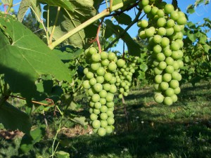 Чем опрыскать виноград