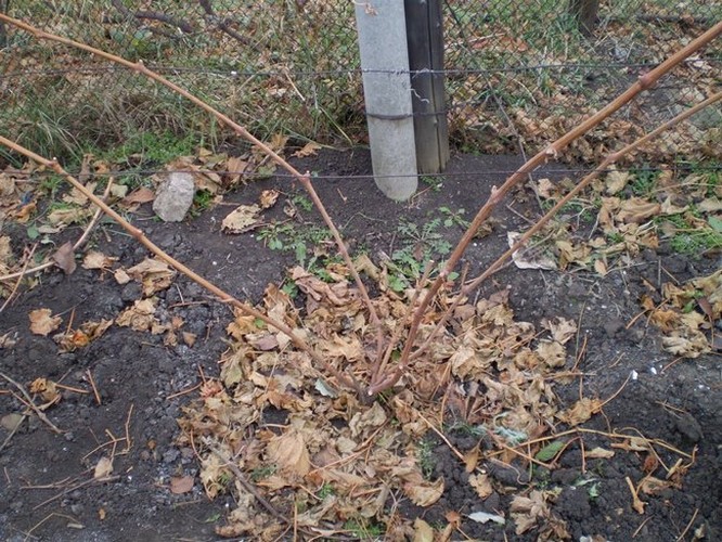 Укрытие винограда на зиму в средней полосе