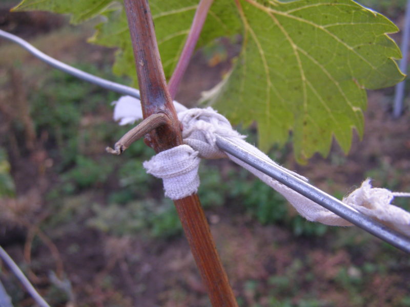 Как ухаживать за виноградом в весенний период