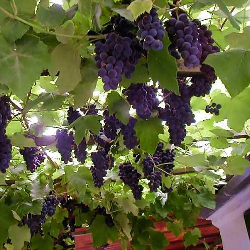 амурский виноград