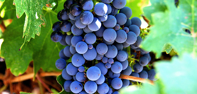 Сорта винных виноградов 