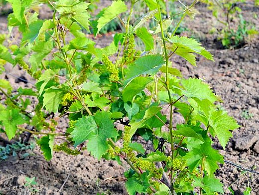 выращивание винограда на даче 1-4