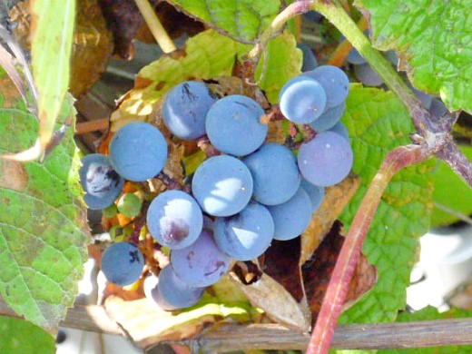 выращивание винограда на даче 1-1