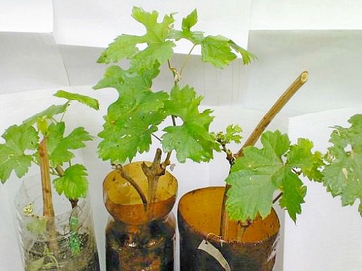 выращивание винограда на даче 1-3