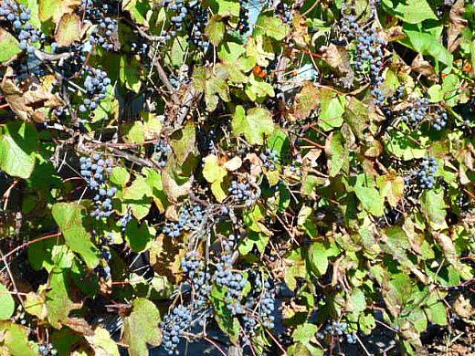 выращивание винограда на даче 1-7