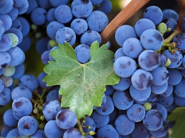 Чем полезен виноград при различных заболеваниях? фото