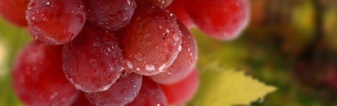 Виноград — полезные свойства плодов и сока для укрепления здоровья