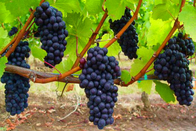 Выращивание и посадка винограда