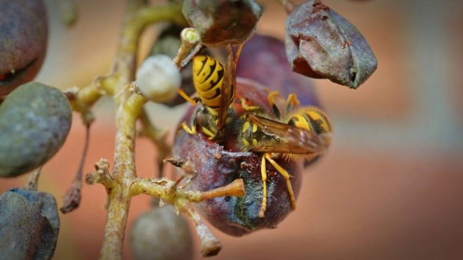 Как защитить виноград от насекомых