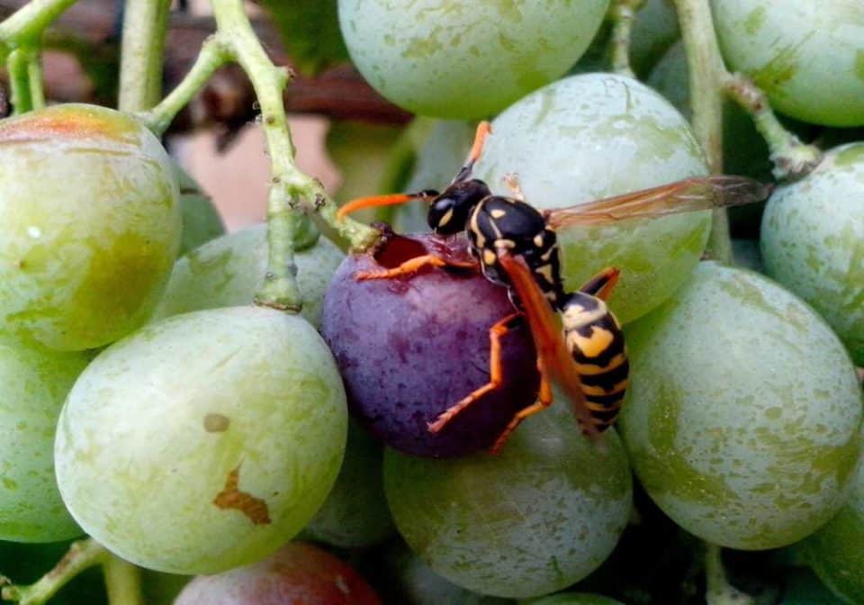 Избавляемся от ос на винограде
