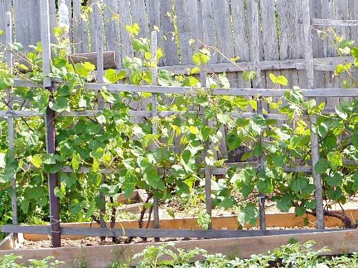 выращивание винограда из черенков 1-1