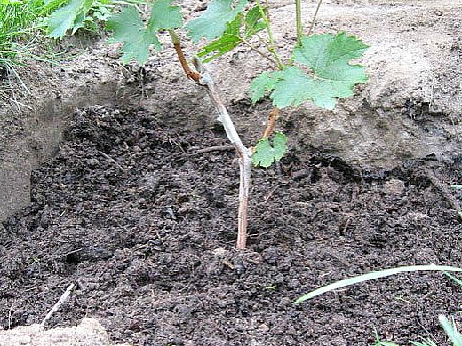 выращивание винограда из черенков 1-5