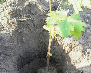 Как посадить виноград весной