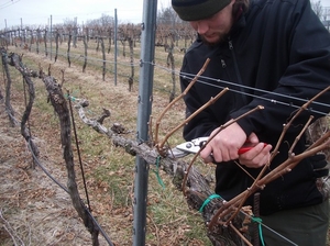 Правила подготовки виноградных лоз для укрытия на зиму