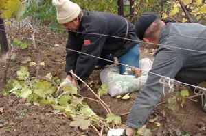 Описание эффективных способов укрытия винограда на зиму