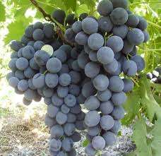 За один раз на куст винограда должно выливаться не меньше пятнадцати литров. Главное чтобы корни не з
