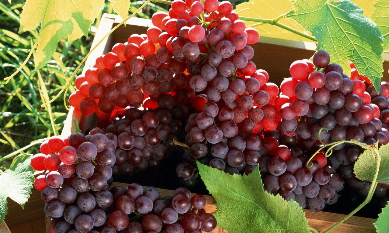 Виноград выращивание на даче