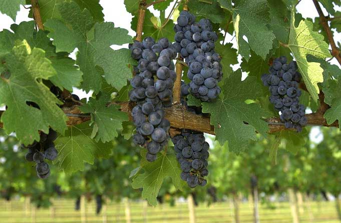 Опора для винограда необходима для того, чтобы виноградная лоза не стелилась по земле