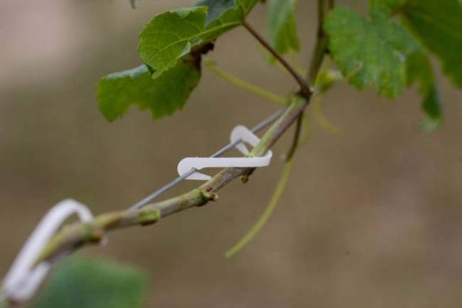 «Сухая» подвязка плодоносящих побегов заключается в фиксации сучков, которые растут непосредственно вблизи от натянутой проволоки