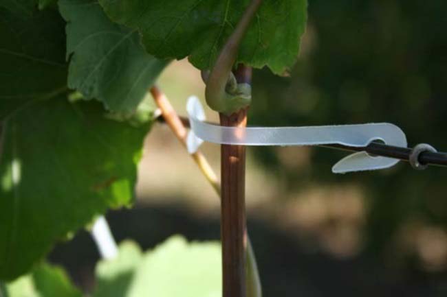 «Зеленая» подвязка молодых виноградных побегов осуществляется в вертикальном направлении или под углом и способствует равномерному освещению растения