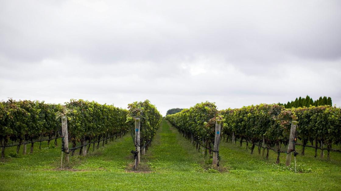 Виноград растет ровными рядами на опорах