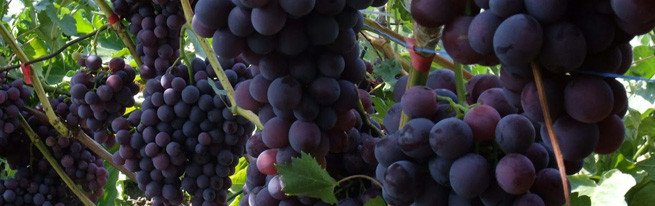 Размножение винограда самым эффективным способом – черенками