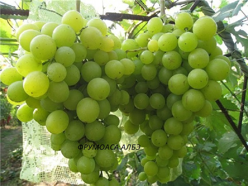 виноград Фрумоаса Албэ