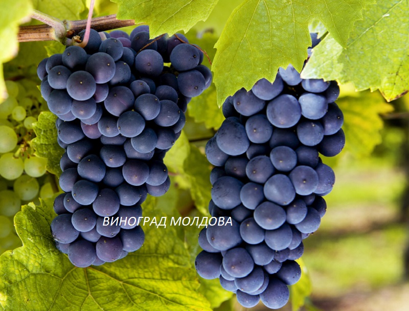 виноград Молдова