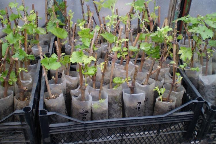 Секреты выращивание черенков винограда в домашних условиях - Деревья и кустарники