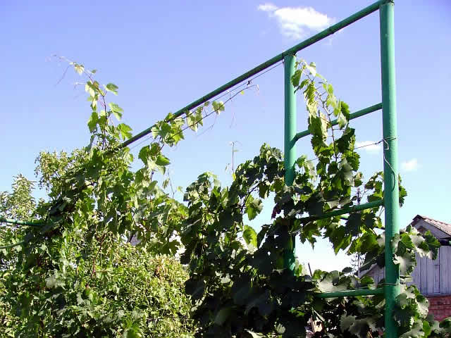 Шпалера для винограда своими руками – фото