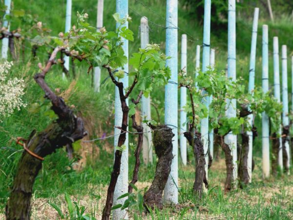 Шпалеры для винограда из пластиковых труб