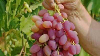 Гроздь винограда в руке