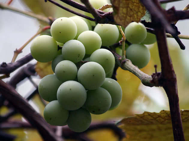 grapes2a