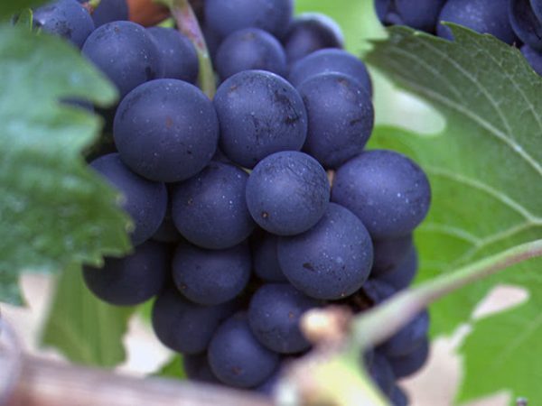 grapes3d