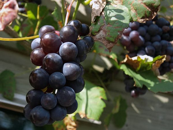 grapes3b