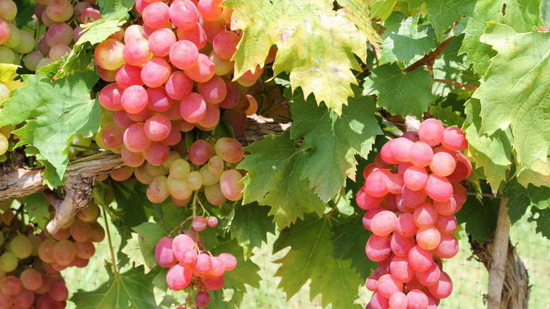 Чем подкормить виноград во время созревания ягод и после сбора урожая