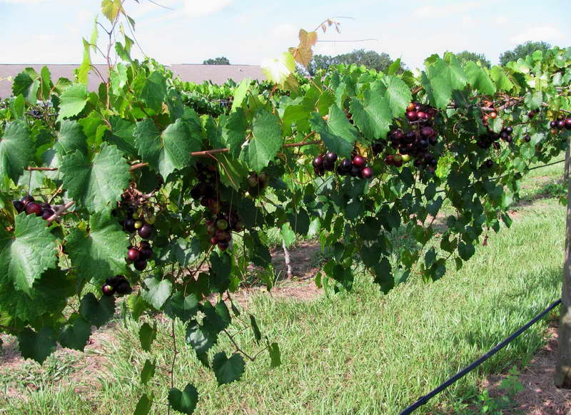 Чем подкормить виноград для быстрого созревания и сладости