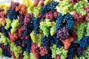 Разнообразие винограда