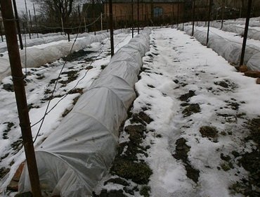 Подготовка винограда к зиме и защита от заморозков