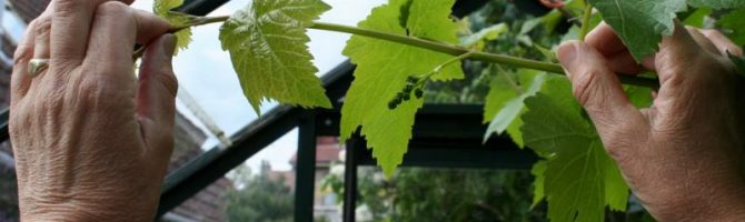 зеленые операции на винограде