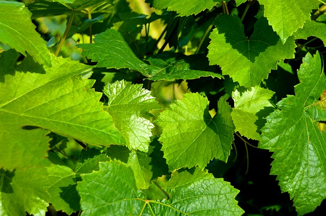 виноградные листья