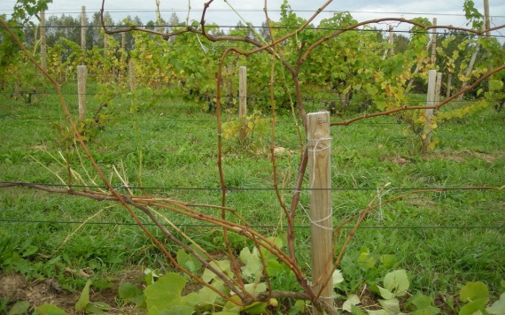 Как подготовить виноград к укрытию