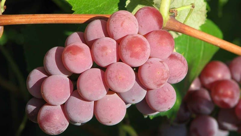 Топ лучших сортов винограда для средней полосы России